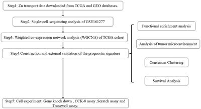 Construction of a prognostic model for colorectal adenocarcinoma based on Zn transport-related genes identified by single-cell sequencing and weighted co-expression network analysis